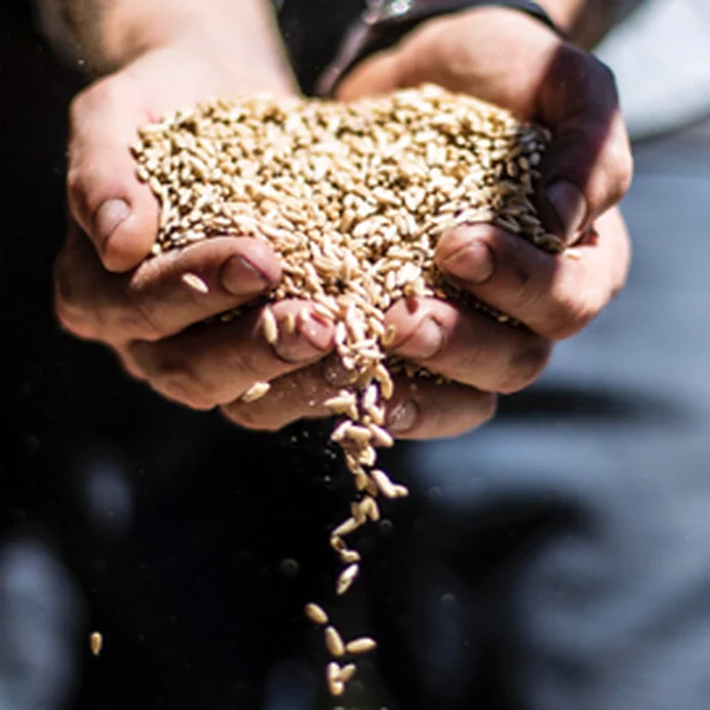 Whole grain poured from cupped hands