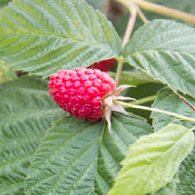 Raspberry on the cane